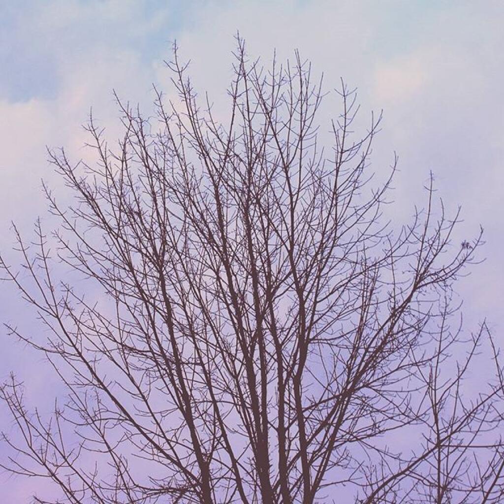 Photo: Branches
