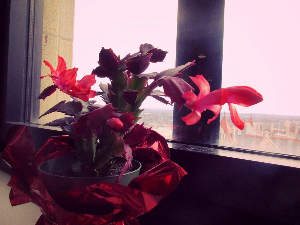 Photo: Color On A Gray Day