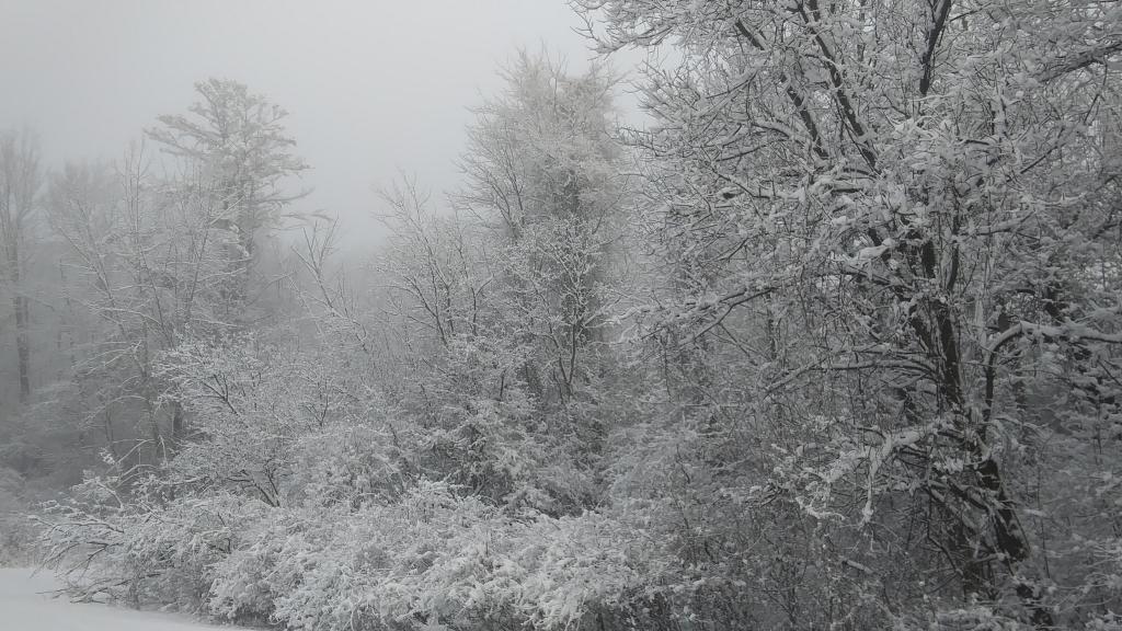 Photo: Snowy Morning