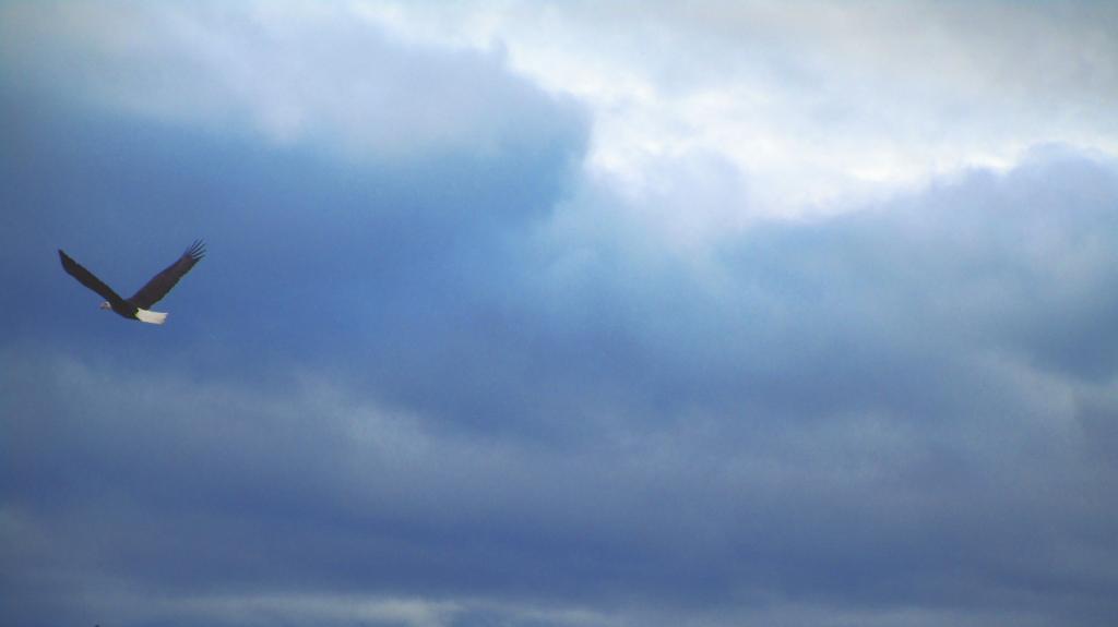 Photo: Bald Eagle