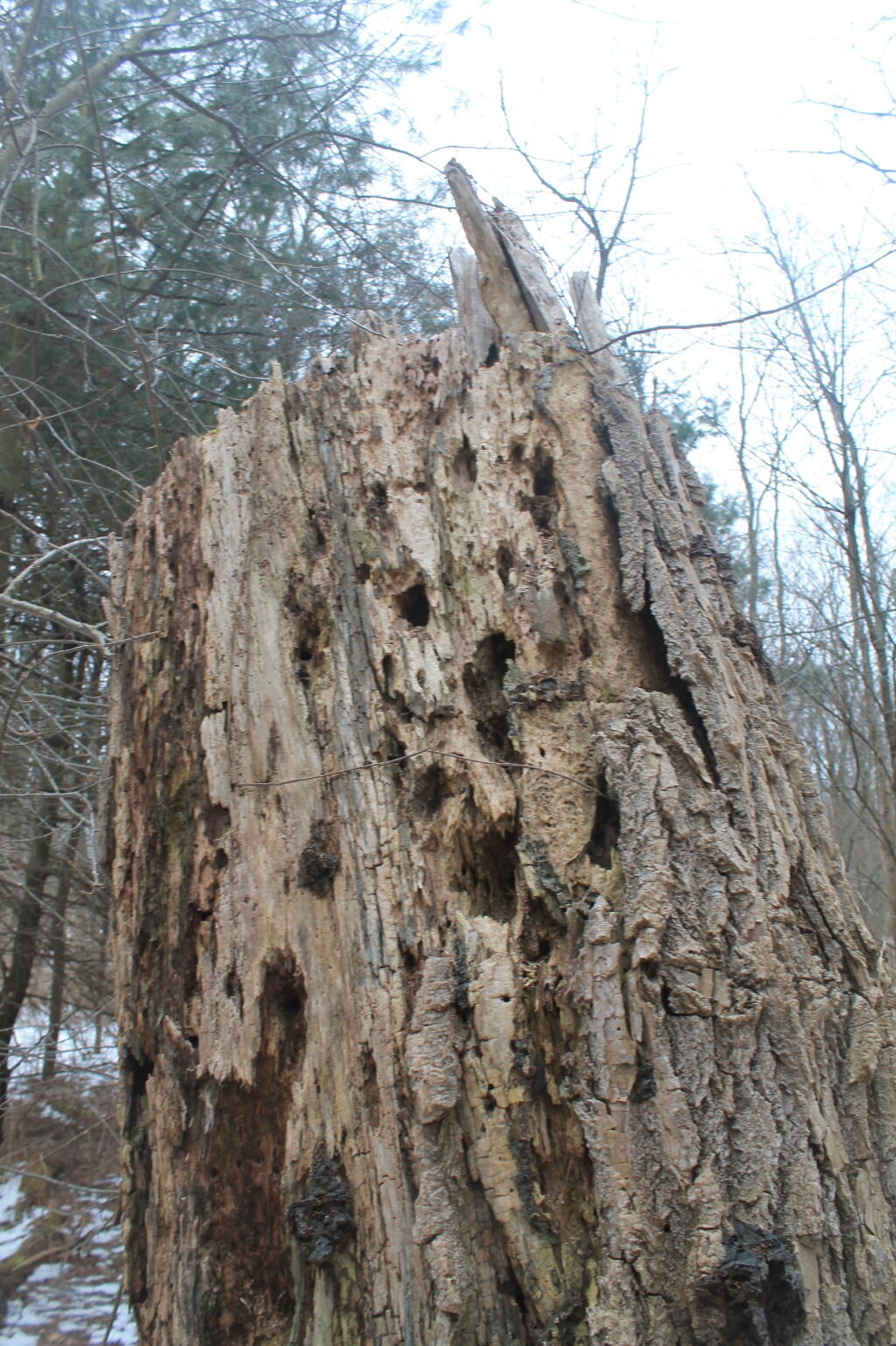 Photo: Massive Old Stump