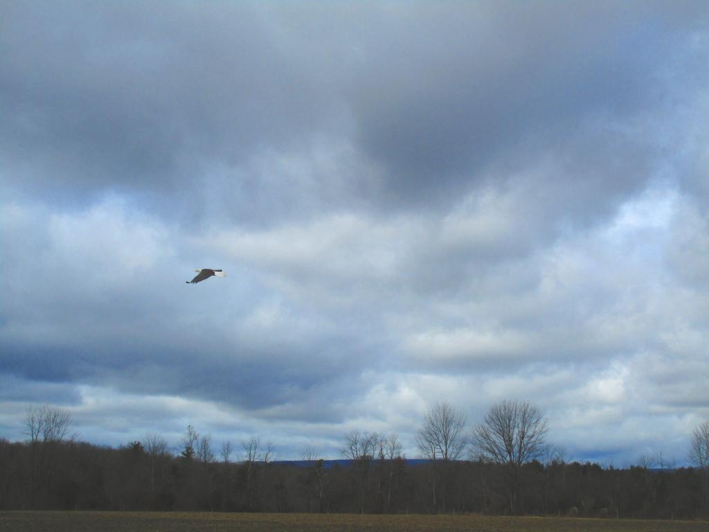 Photo: Bald Eagle Flies By