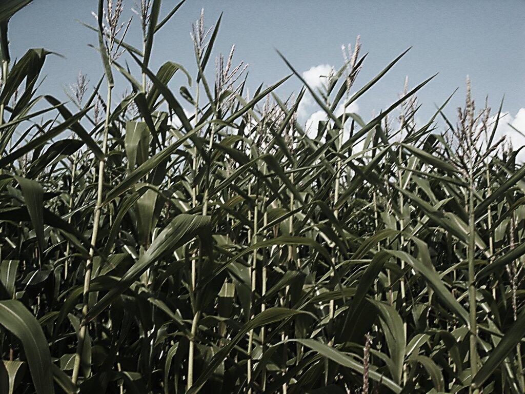 Photo: Corn in Greenville Photo: Corn in Greenville