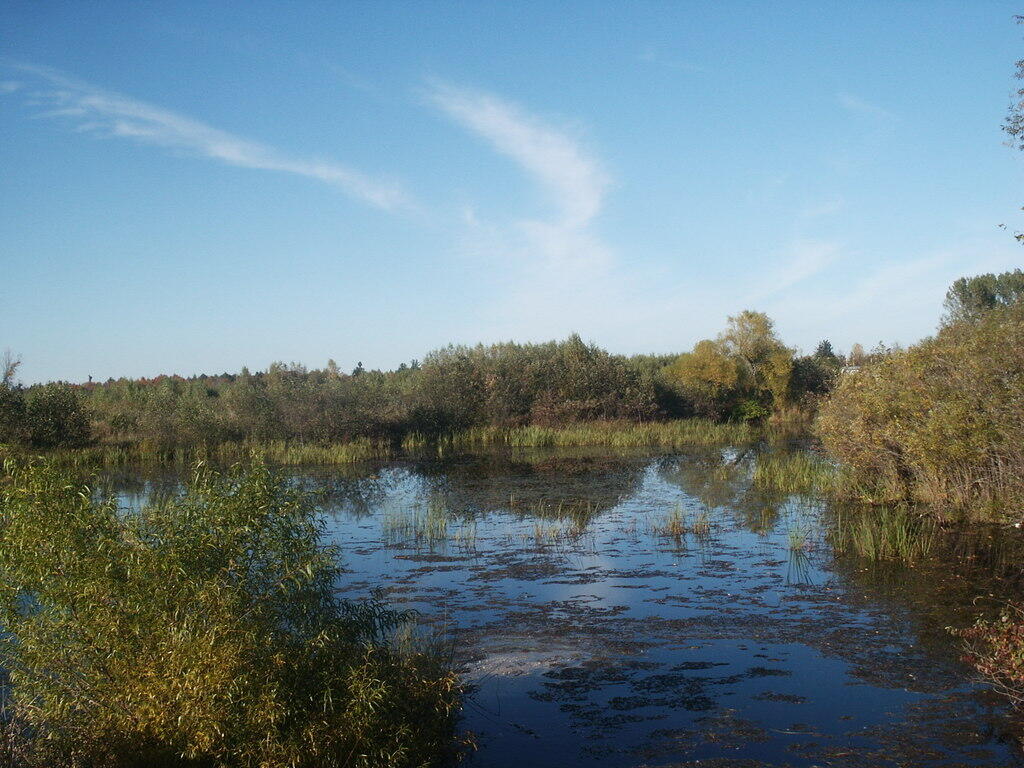 Photo: Swamp at Point Au Roche