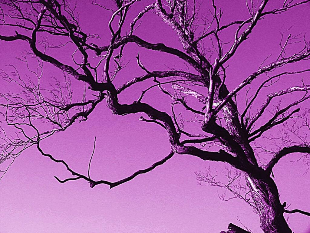 Photo: Purple Tree