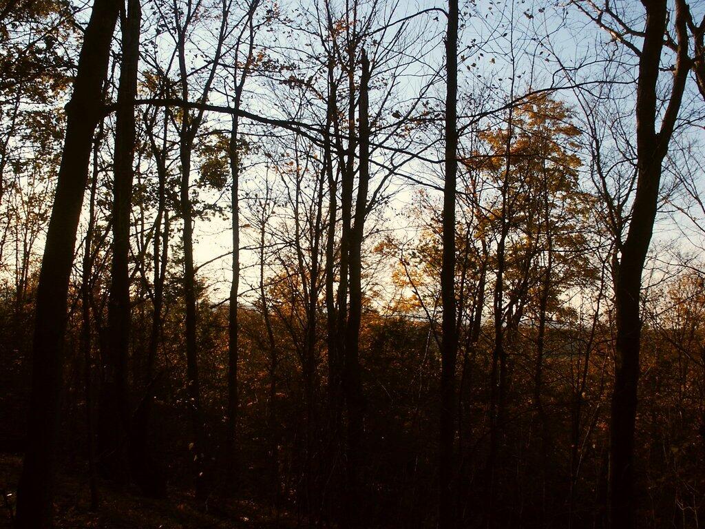 Photo: Fall Forest