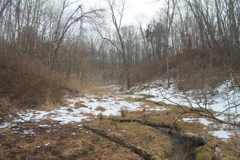 Photo: Down in the Kiakout Kill Photo: Down in the Kiakout Kill