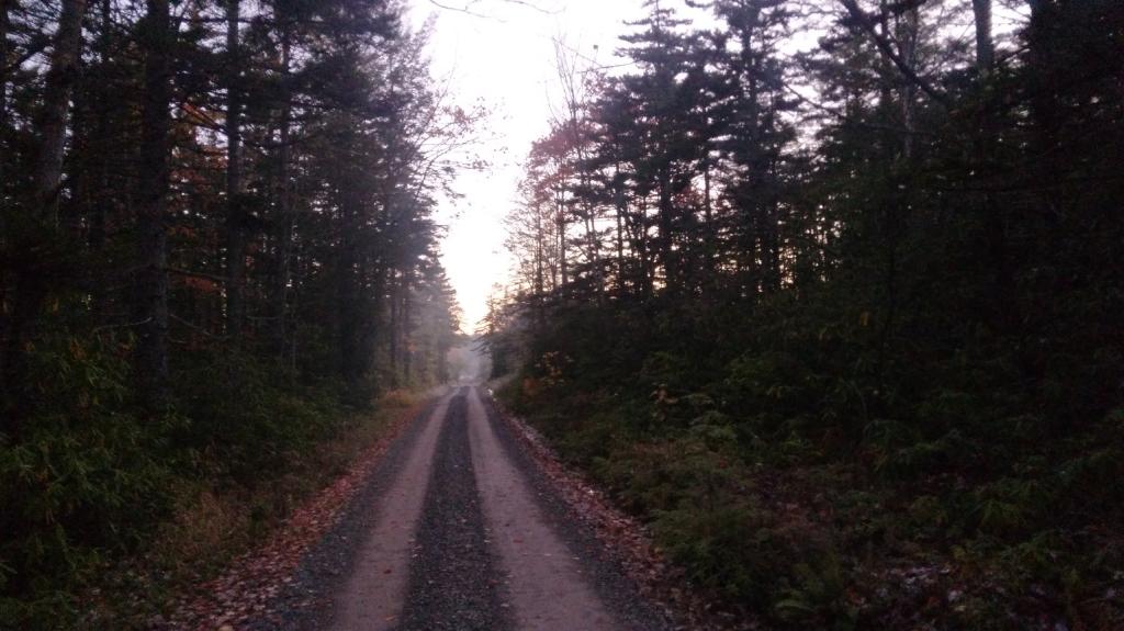 Photo: Forest Road 13 Photo: Forest Road 13