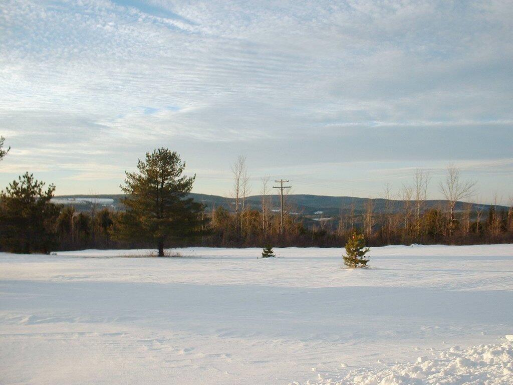 Photo: Trees in Winter