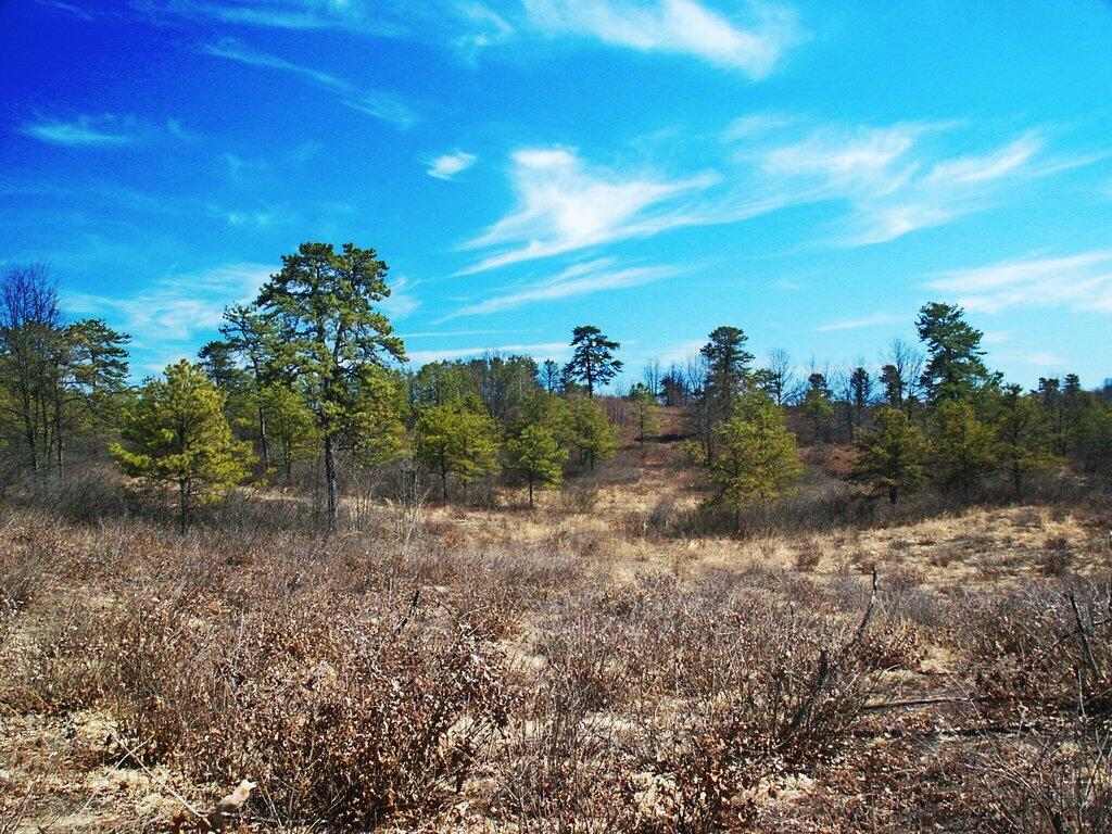 Photo: pinebushcolor