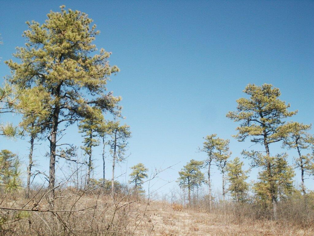 Photo: Pine Bush in the Spring