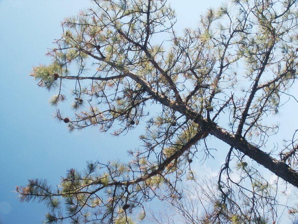 Photo: Pine Bush Tree Photo: Pine Bush Tree