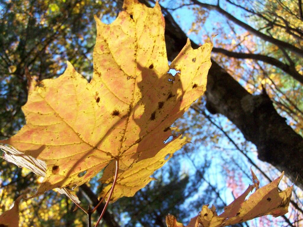 Photo: Fall Leaf Photo: Fall Leaf