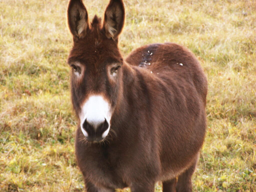 Photo: Donkey