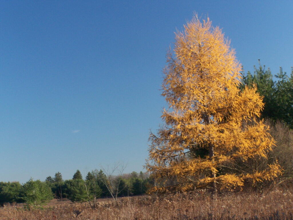Photo: Yella Tree Photo: Yella Tree