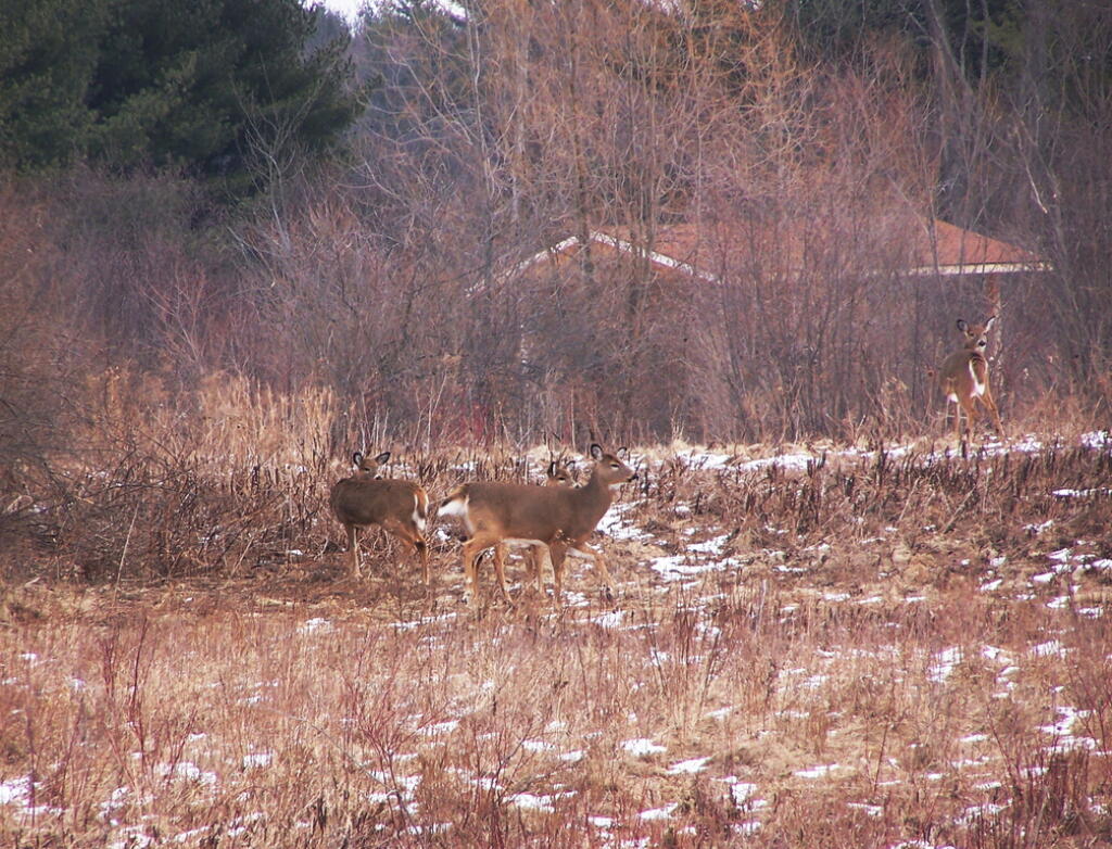 Photo: Grazing on the Grass