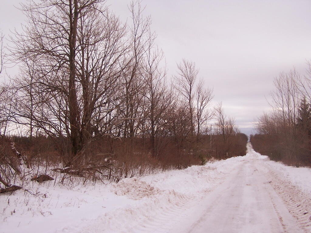 Photo: Logging Road in Winter