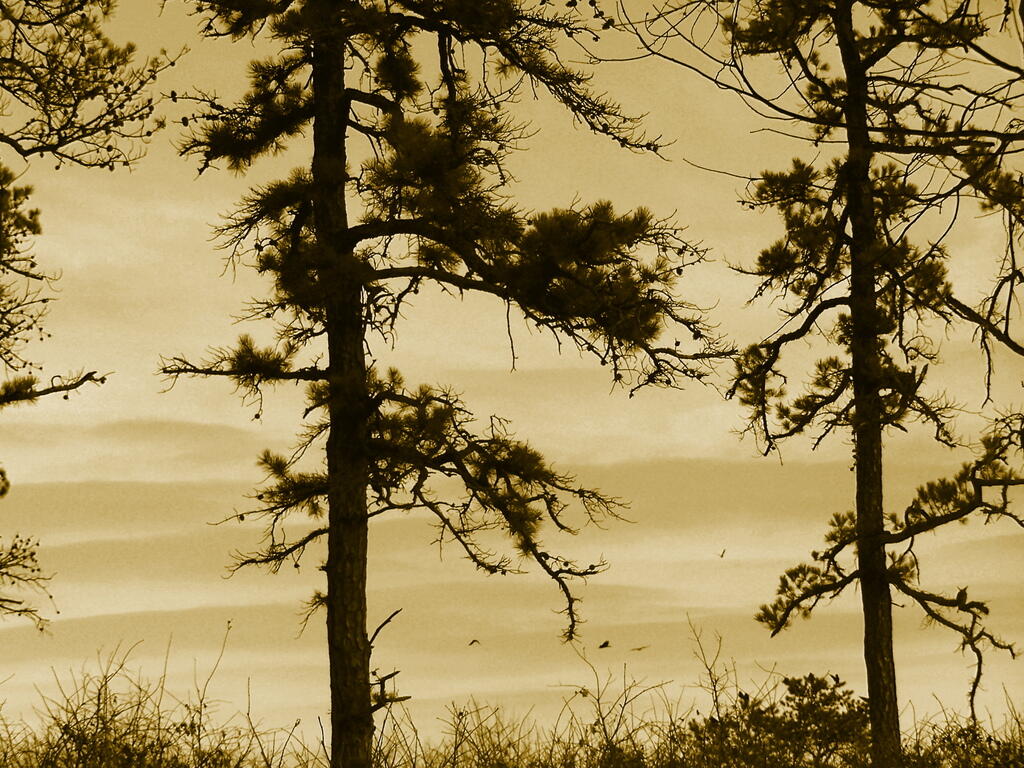 Photo: Pine Bush Brown