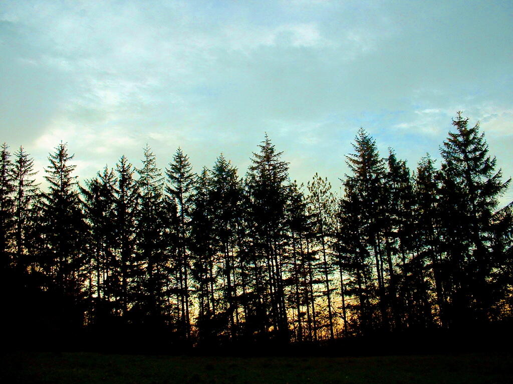 Photo: Sunsets over the Tree