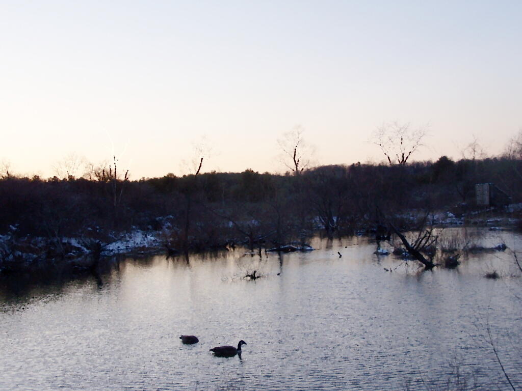 Photo: Duck Me