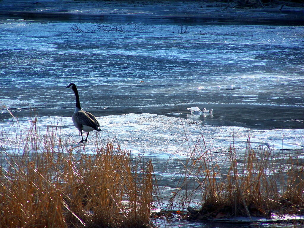 Photo: Goose on Ice Photo: Goose on Ice