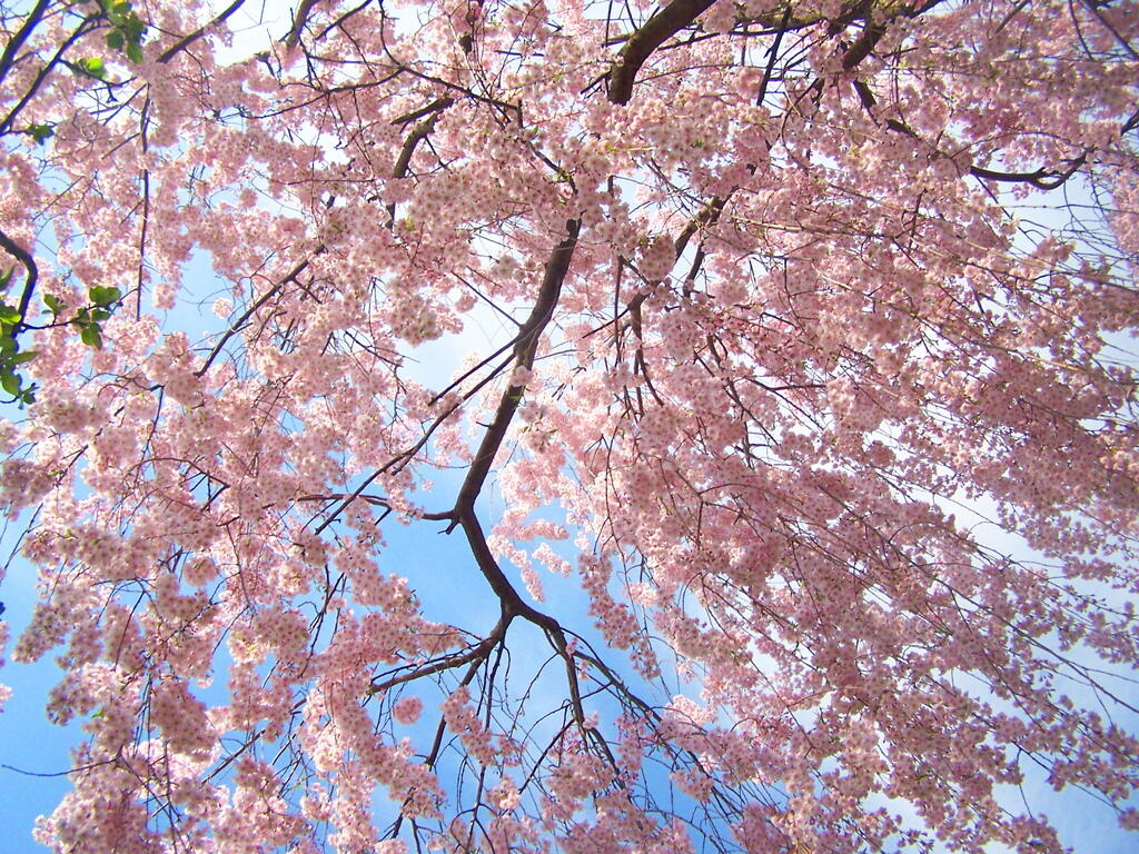 Photo: Dogwood Photo: Dogwood