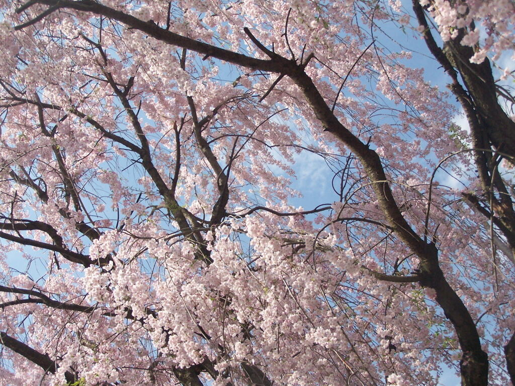 Photo: Dogwood