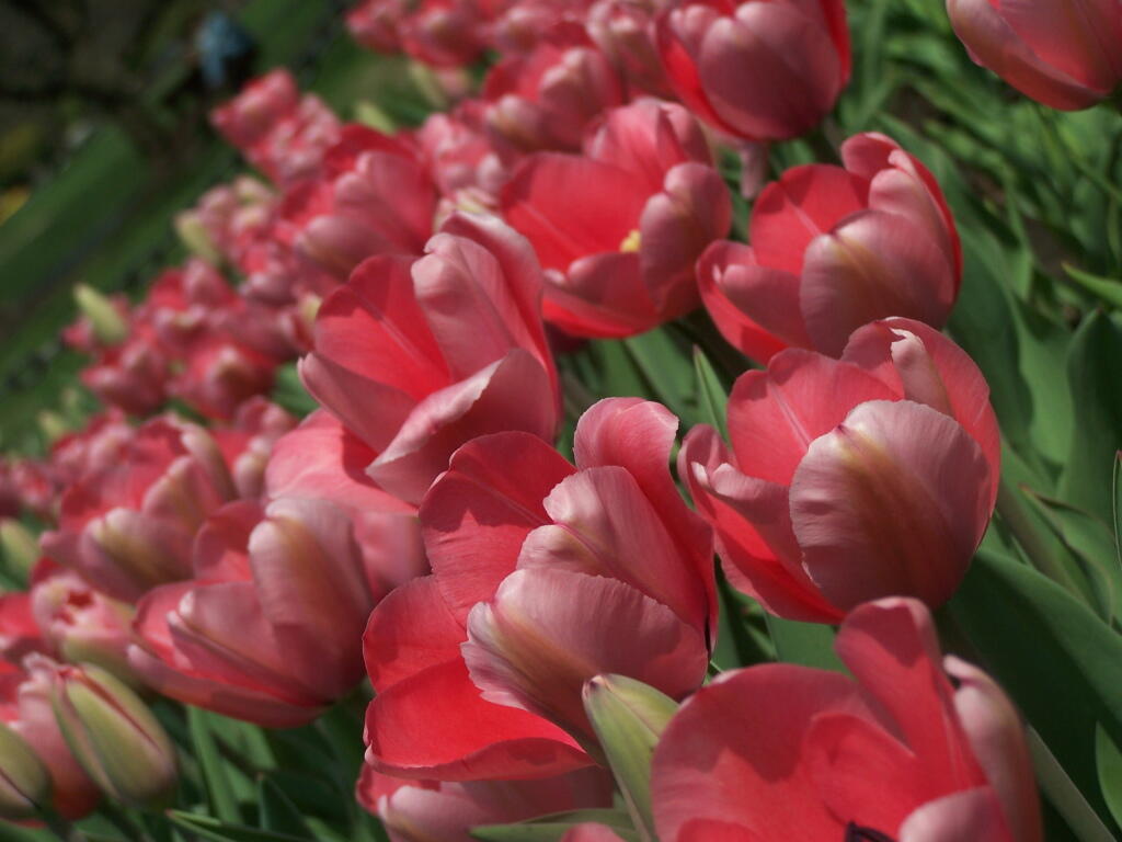 Photo: Red Tulips Photo: Red Tulips