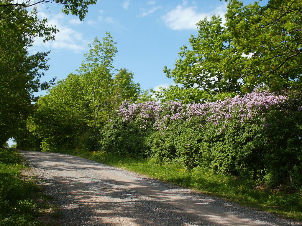 Photo: Roadside Lillacs