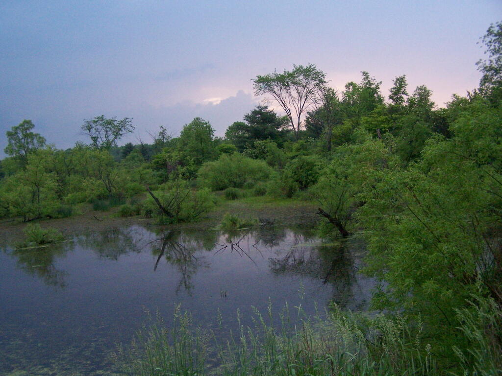 Photo: Swamp Prior to T-Storm