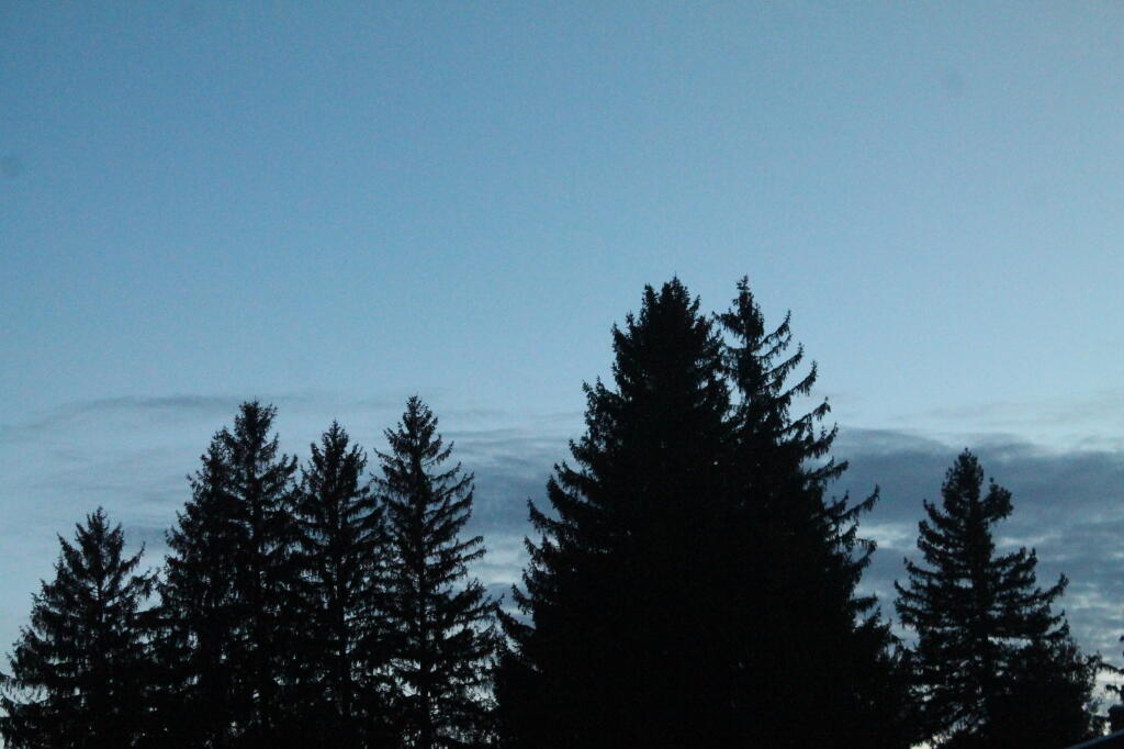Photo: Trees