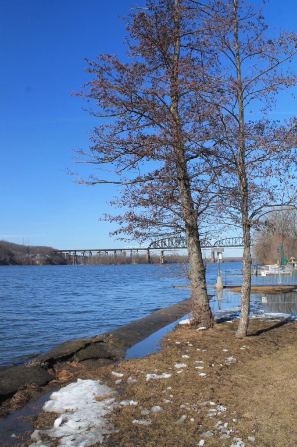 Photo: Trees and Alfred Smith Bridge