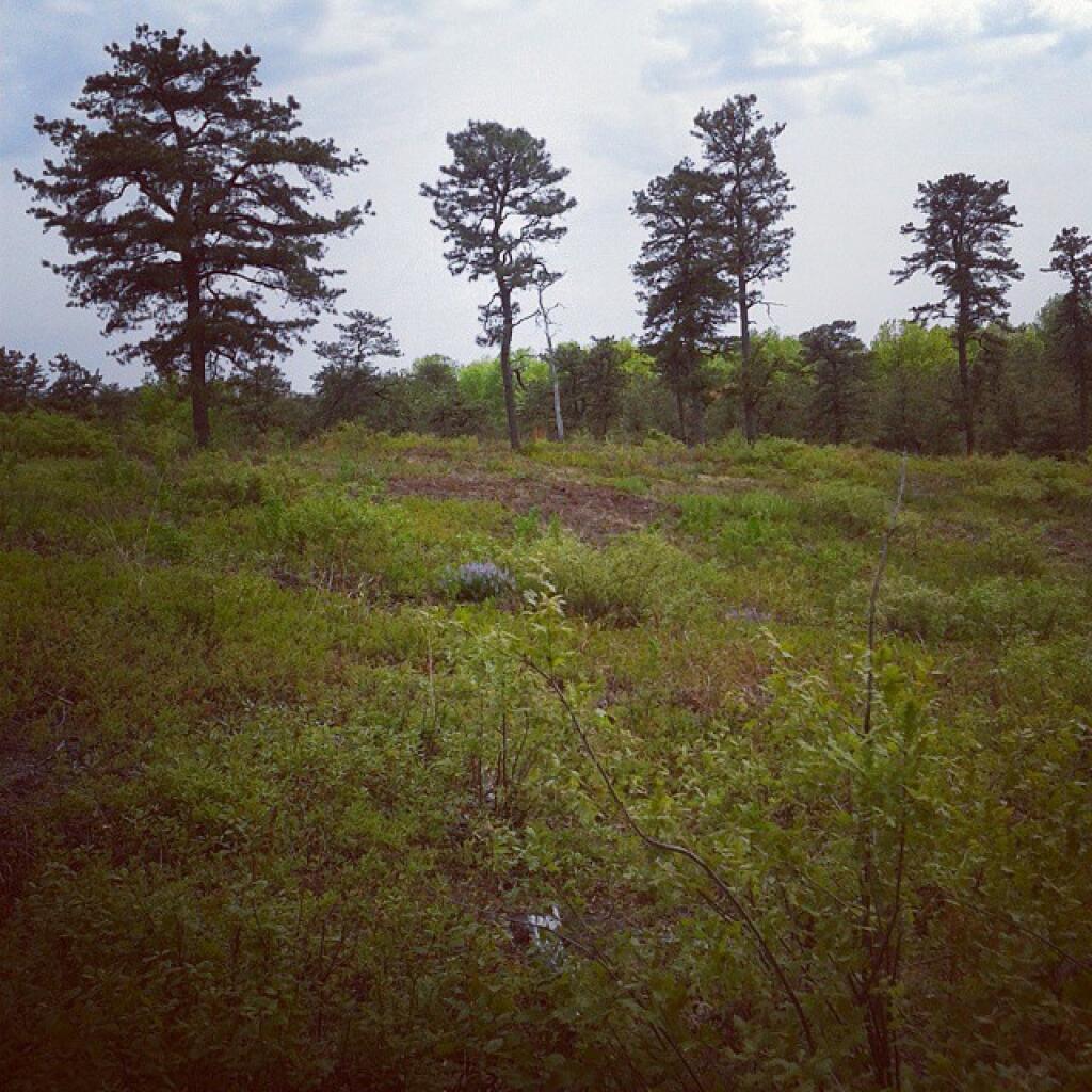 Photo: Patches of Lupine Photo: Patches of Lupine