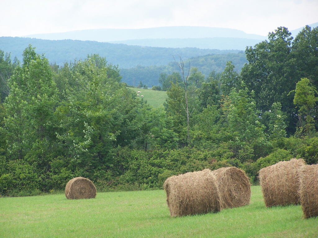 Photo: Raining on Hay
