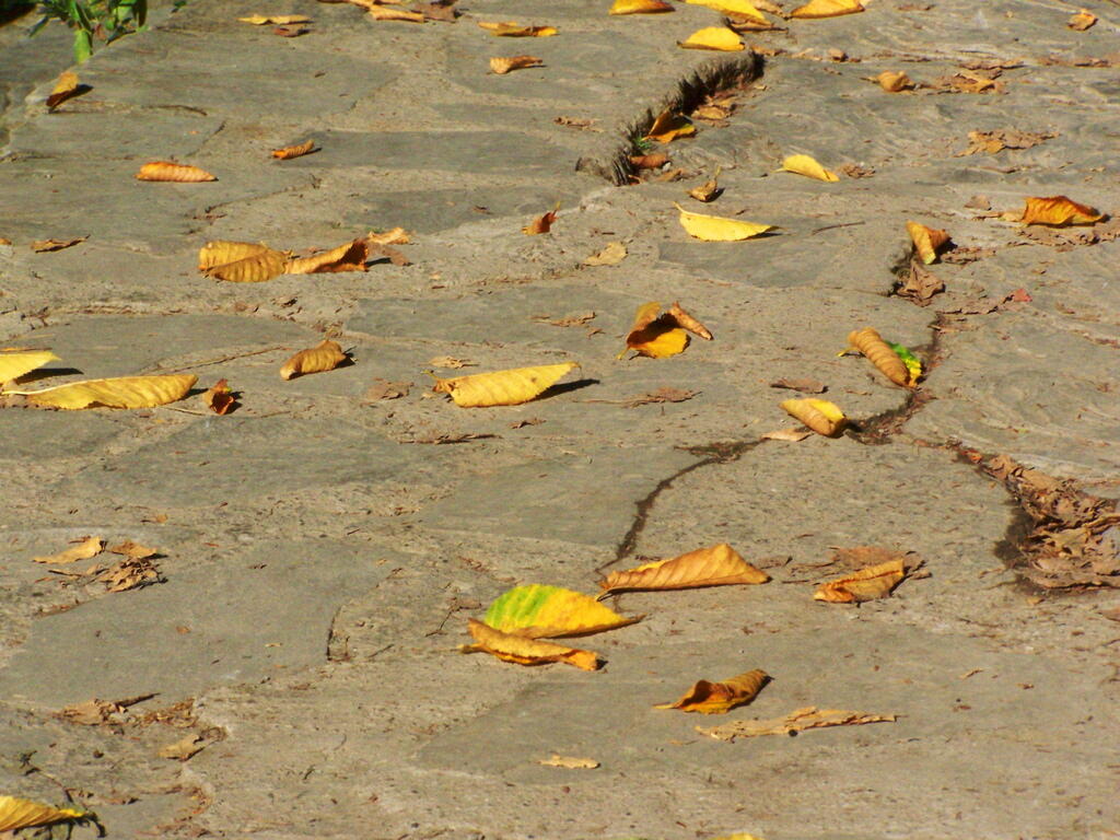 Photo: Leaves at the Overlook Photo: Leaves at the Overlook