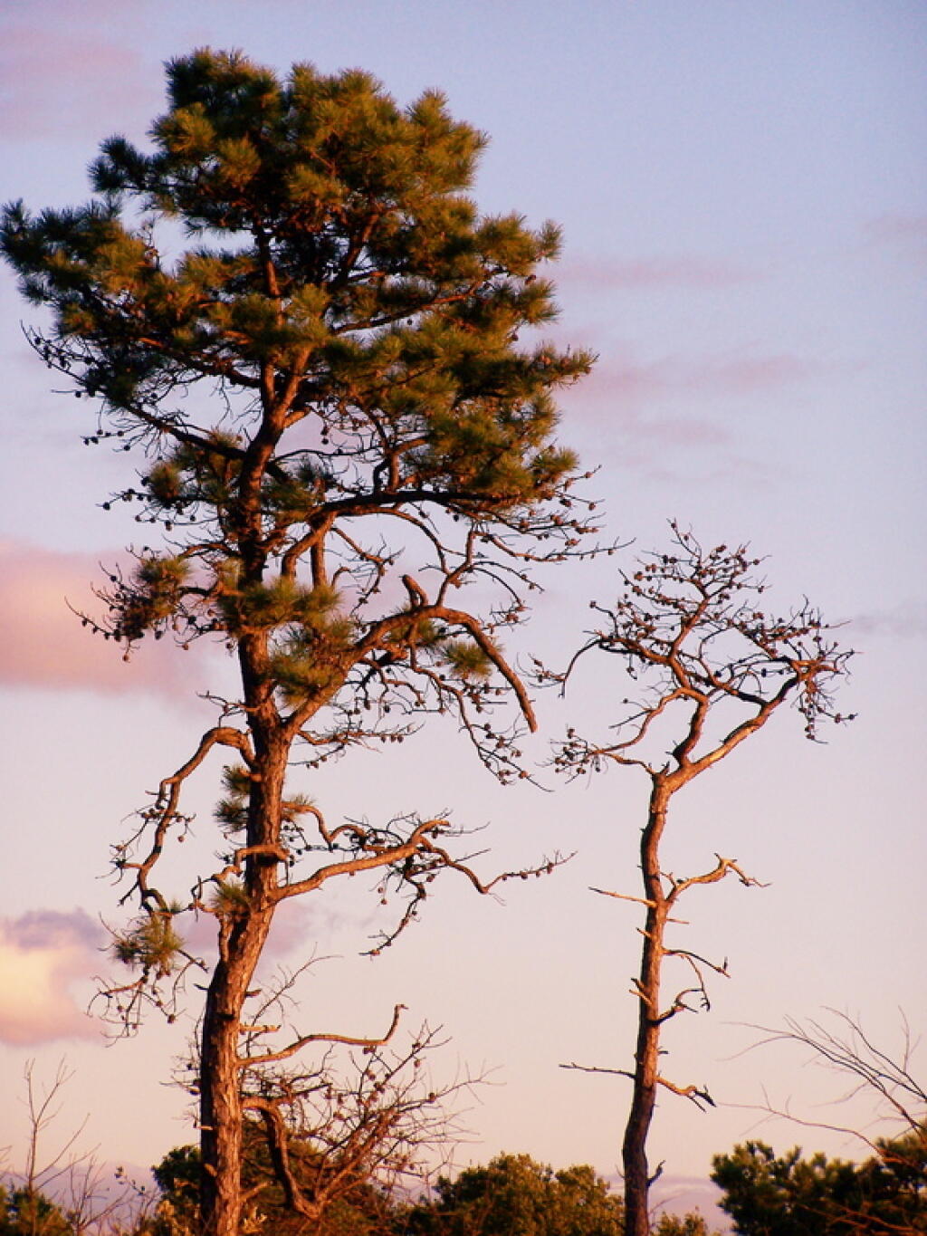 Photo: Shrub Pine Photo: Shrub Pine