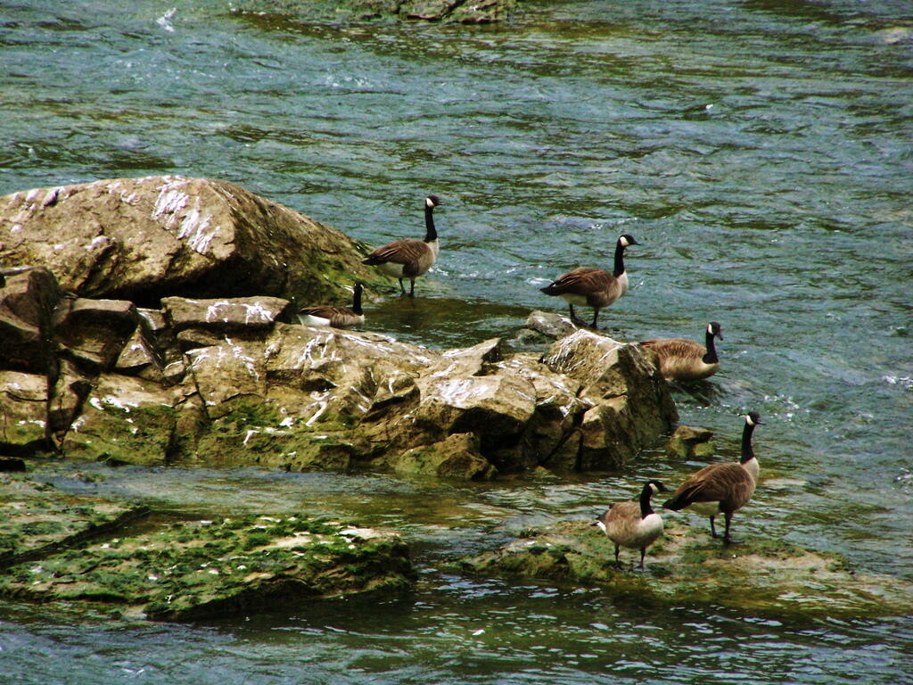 Photo: Geese on Rock