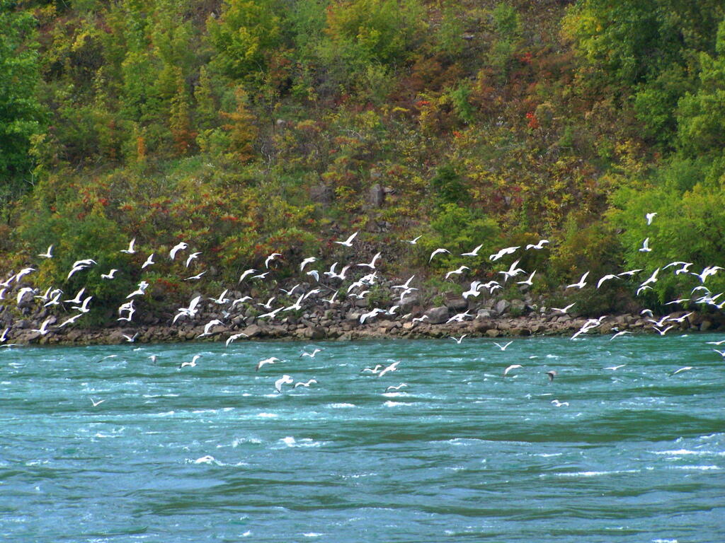 Photo: Seagulls