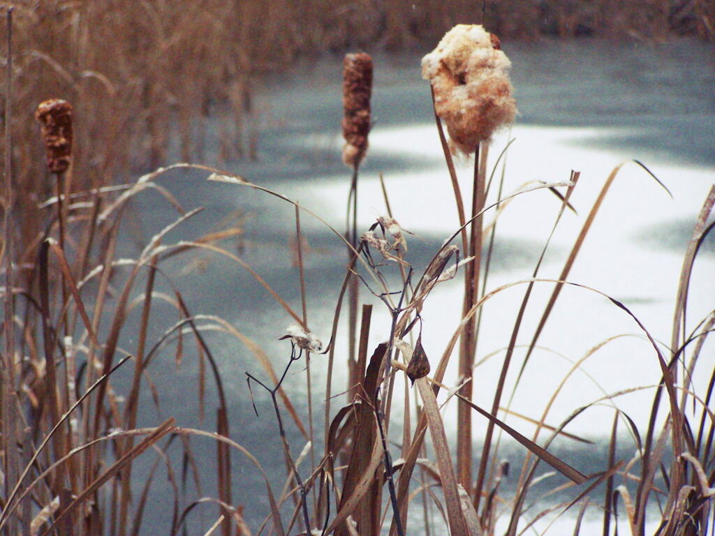 Photo: Cattails Photo: Cattails