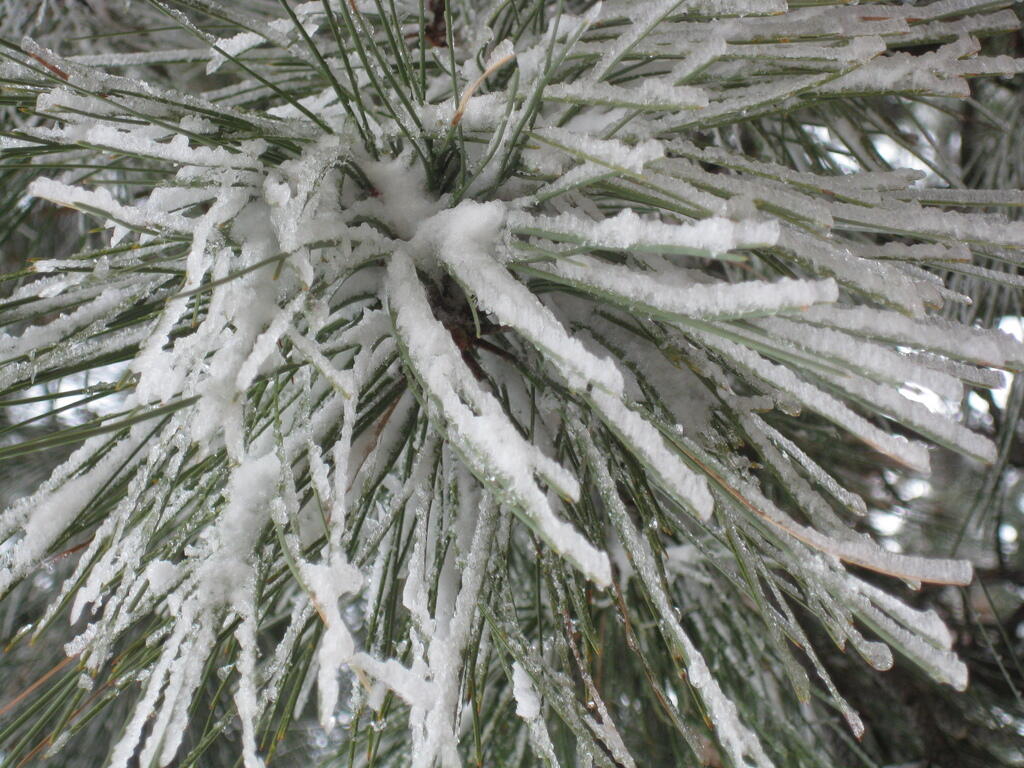 Photo: Ice Covered Tree
