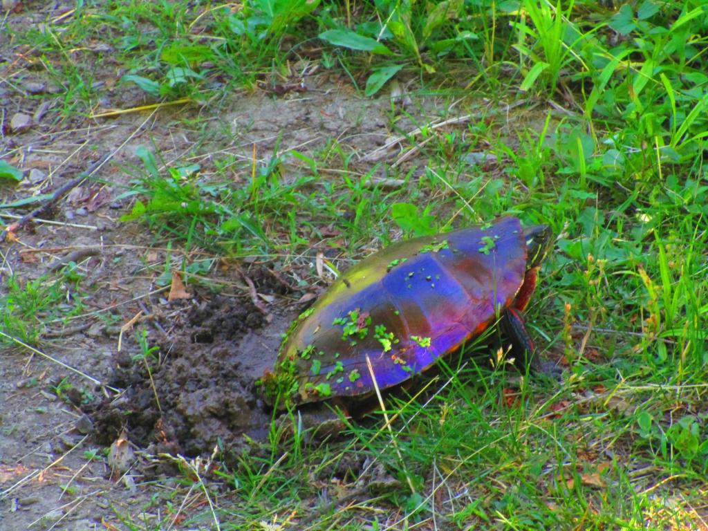 Photo: Laying Eggs