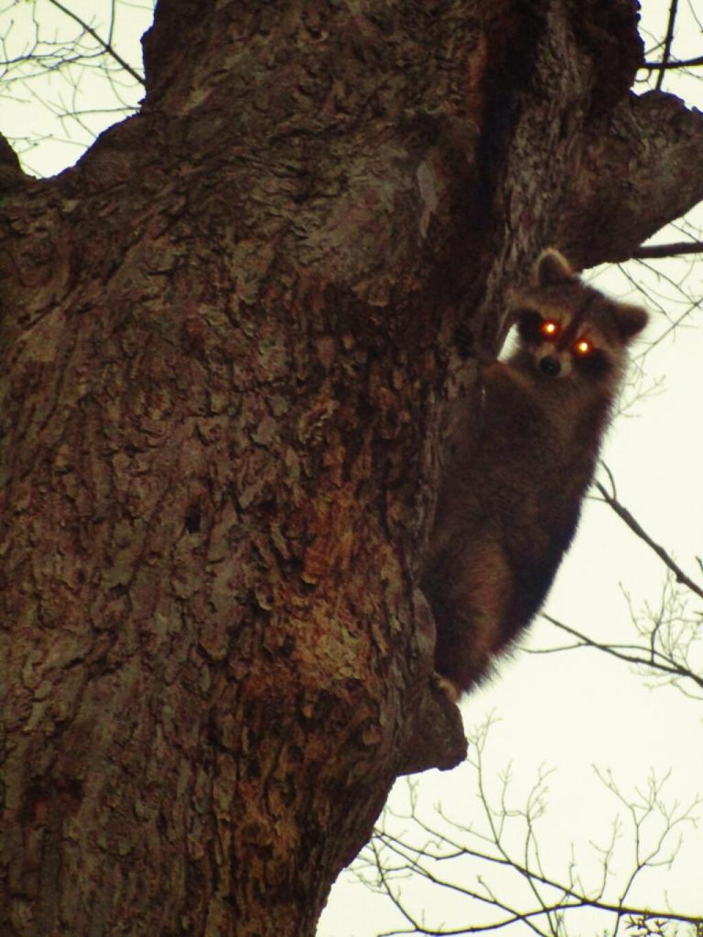 Photo: Coon