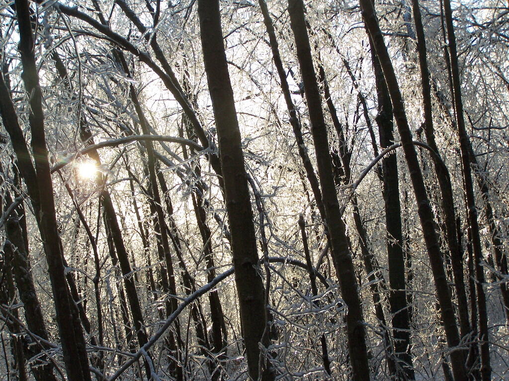 Photo: Ice Peaks Through Trees Photo: Ice Peaks Through Trees