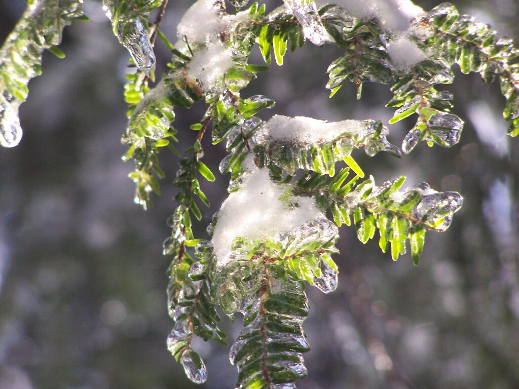 Photo: Ice Pine Photo: Ice Pine