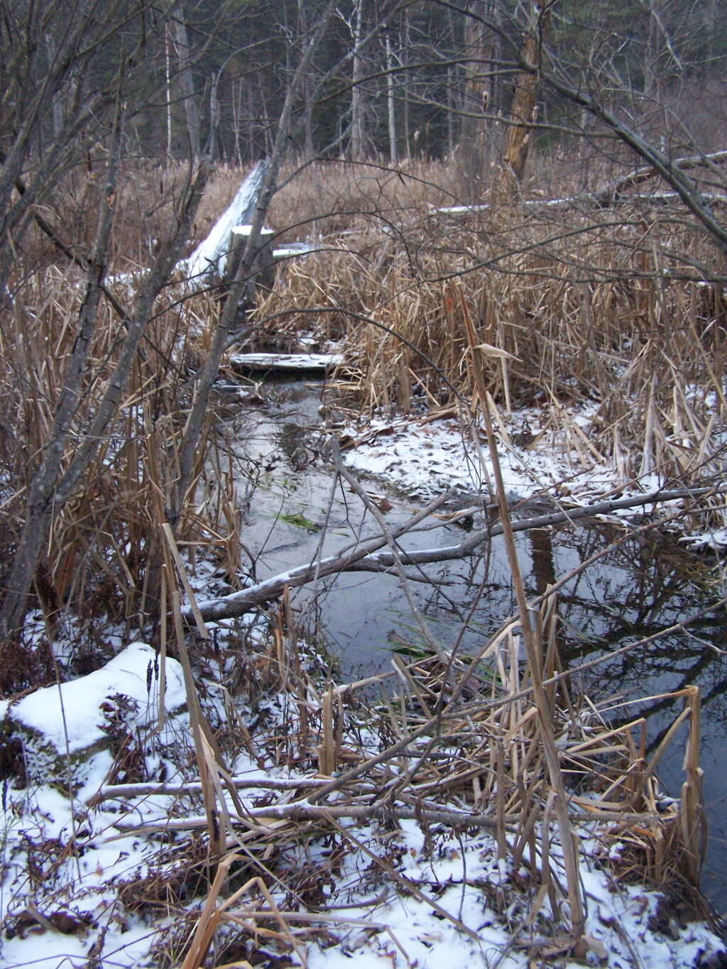 Photo: Ice Swamp Creek Photo: Ice Swamp Creek