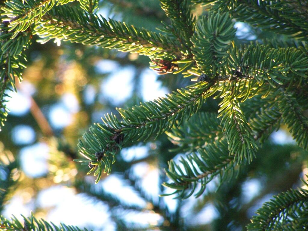 Photo: Christmas Branch