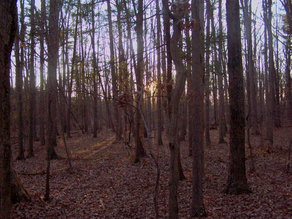 Photo: Sunset in Woods