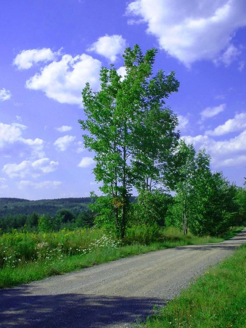 Photo: Kenyon Road