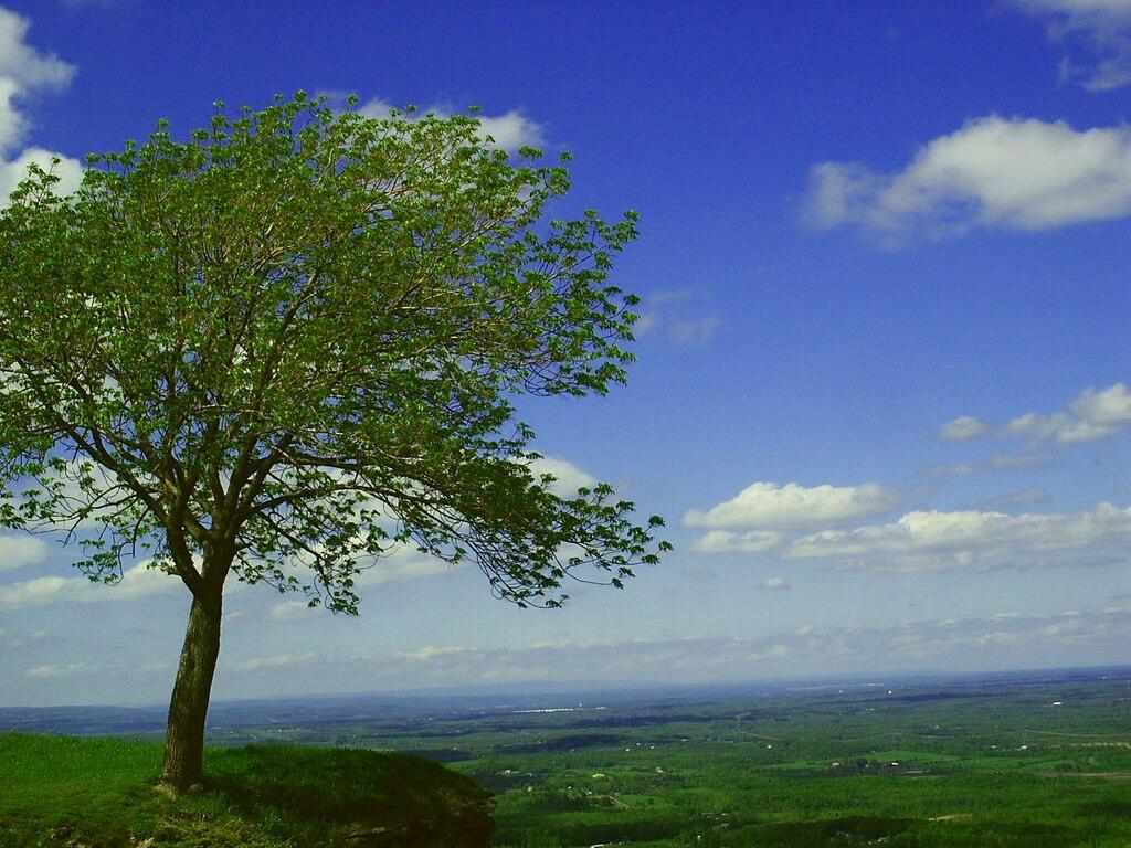 Photo: Tree at the Overlook Photo: Tree at the Overlook