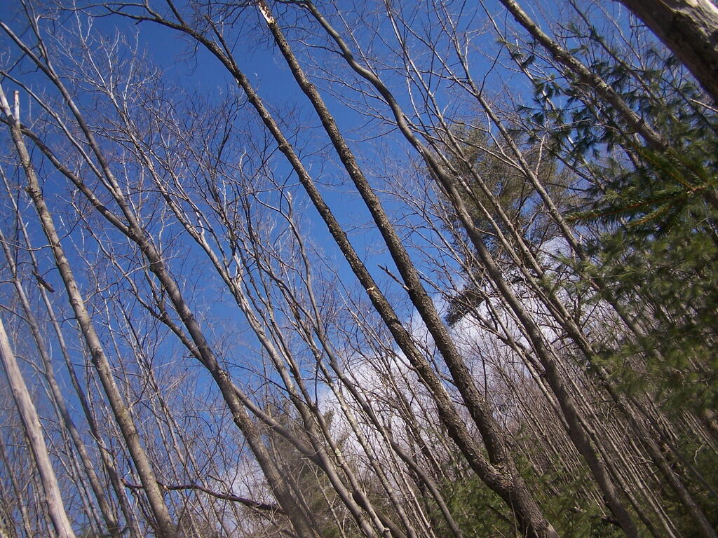 Photo: Bare Trees